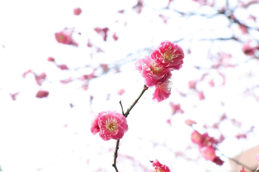 八芳園さんのインスタグラム写真 - (八芳園Instagram)「日本の旬に出会うレストラン ENJYU。 . 少しずつ春の気配を感じる二月。 .  ENJYUでは、 初春の旬の食材を使用した会席を ご用意しております。 .  初春の八寸では いまが旬の鰆の西京焼きや、 酢取り茗荷、蕗の薹とたらの芽の薄衣揚げ などを盛り合わせ。 .  蓋を開いた瞬間に 香りと彩りをお愉しみいただけます。 .  港区白金台で旬を愛でるひとときを お過ごしください。 . . #八芳園 . #enjyu #和食 #記念日 #日本食 #和食好きな人と繋がりたい #和食好き . #日本庭園 #結婚式場 . #東京観光 #東京カメラ部 #カメラ好きな人と繋がりたい #写真好きな人と繋がりたい #ファインダー越しの私の世界 #その瞬間に物語を #いまそら #風景写真 . #japanesegarden #forbestravelguide #japan_of_insta #bestphoto_japan #instravel #team_jp_ #japantravel #jp_mood #jp_views #ig_japan #flowerstagram #japan_of_insta」2月10日 19時45分 - happoen