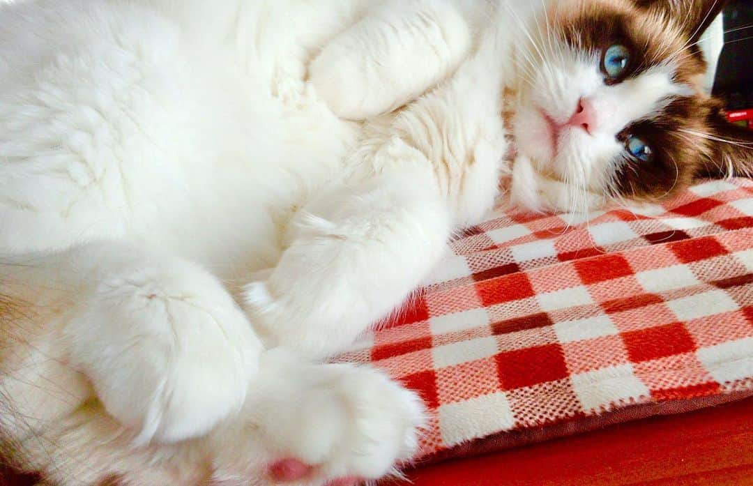 みきもと凜さんのインスタグラム写真 - (みきもと凜Instagram)「happy birthday my sweet cat 🍰🥂 4.y.o」2月10日 11時10分 - rinmikirinrin