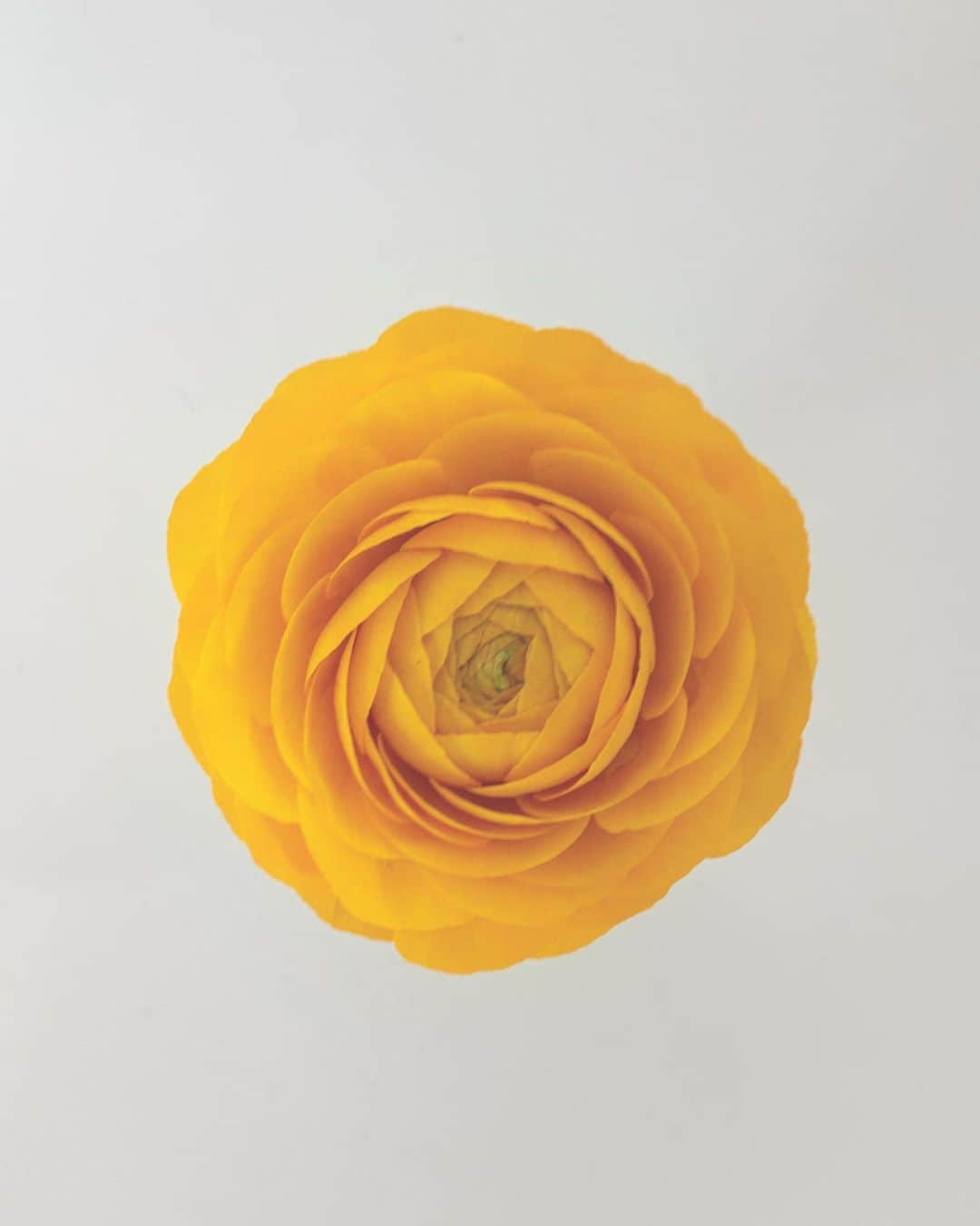 fumikaさんのインスタグラム写真 - (fumikaInstagram)「𝗣𝗿𝗲𝘁𝘁𝘆 𝗳𝗹𝗼𝘄𝗲𝗿👼﻿ ﻿ #花のある暮らし ﻿ #緑のある暮らし」2月10日 11時13分 - fumikasingasong