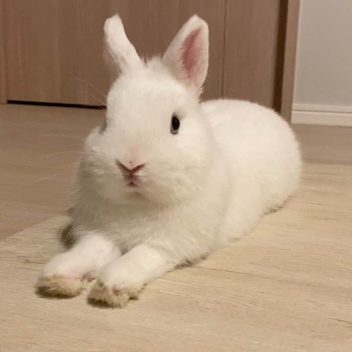 うー & なー ❤️ウチムラのインスタグラム：「* おててシリーズ🙌🏻💕 さいきん犬みたいに懐っこくなった子🐶 イールがウサギなら、ウーちゃんは亀🐢 アンちゃんはライオン？🦁笑」