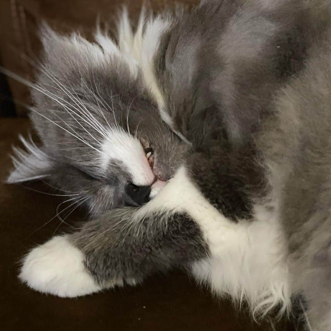 ハミルトンザ・ヒップスターキャットのインスタグラム：「Sleepy Hammy... #🦷 #mustachecat」