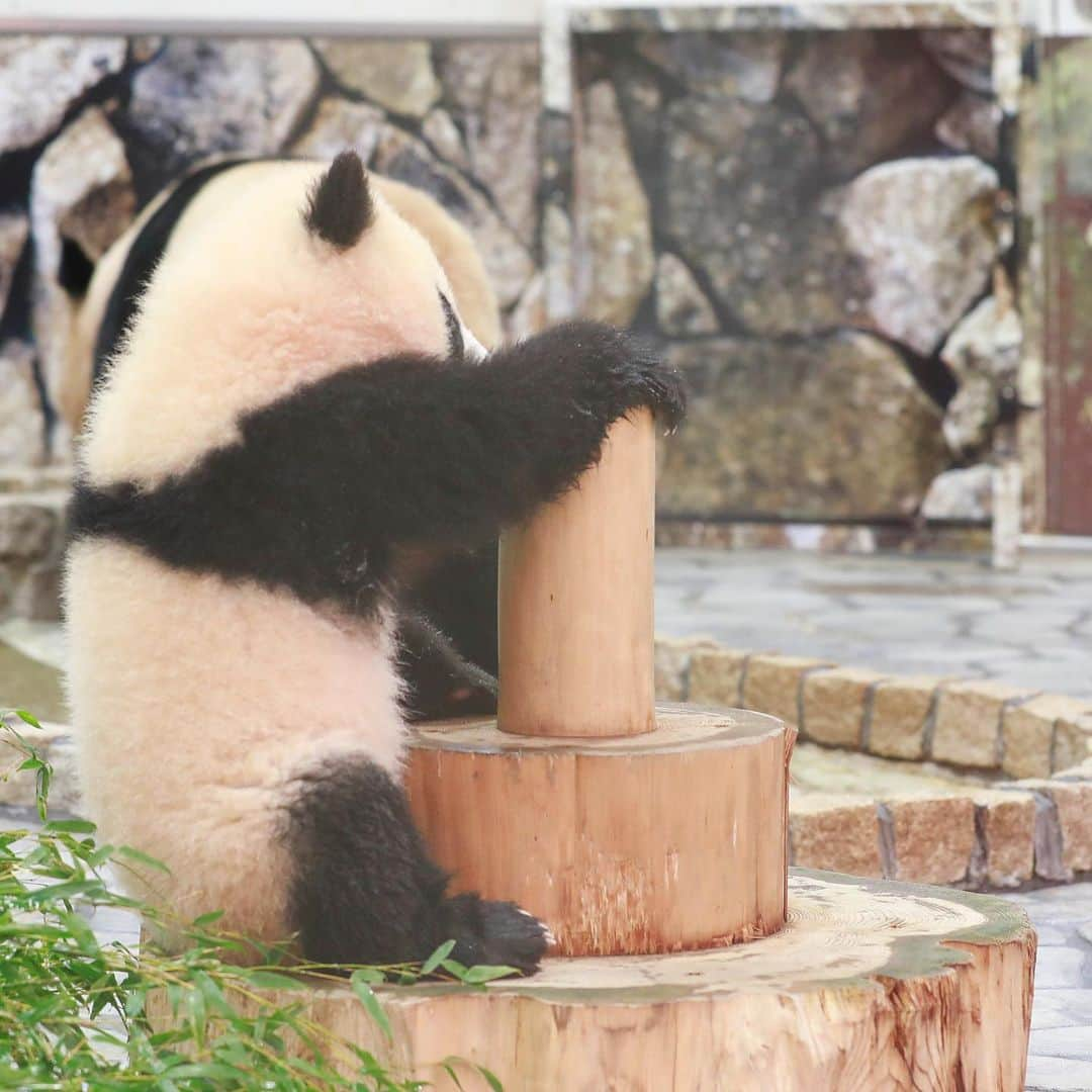 パンダ（白浜）さんのインスタグラム写真 - (パンダ（白浜）Instagram)「#彩浜　🌈🌈🌈 both hands dunk 🐼😊🐼 #photography #adventureworld #アドベンチャーワールド #ADVENTUREWORLDPANDAS #baby #HELLOLITTLE #pandamental #hellopanda #ハローリトル #ハローパンダ #パンダグラビア #パンダ　and #panda #pandababy 🐼🐼🐼」2月10日 11時36分 - hellopanda_book