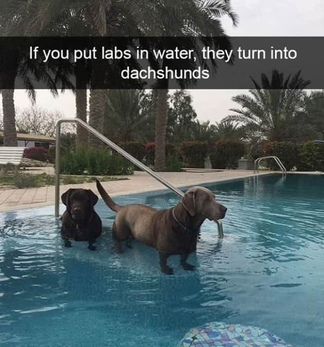 BarkBoxのインスタグラム：「I know this is old but I still chuckle every time 😆 What would we call them? Dachadors? Labschunds??」