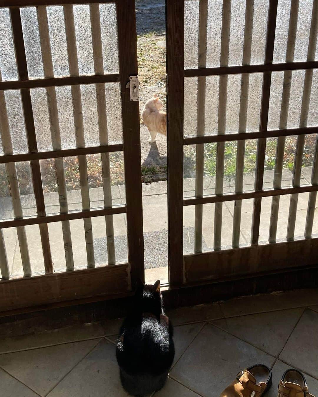 種ともこさんのインスタグラム写真 - (種ともこInstagram)「近所の野良猫に遭遇したら、ウルーは一択で家に逃げ込みます。きなこは威嚇します。不思議な唸り声をあげるきなこにウルーはおどおど。心配だけど怖くて玄関から出られません。飛雄馬のお姉さんみたく物陰から見守ってます。」2月10日 11時50分 - tomoko_tane