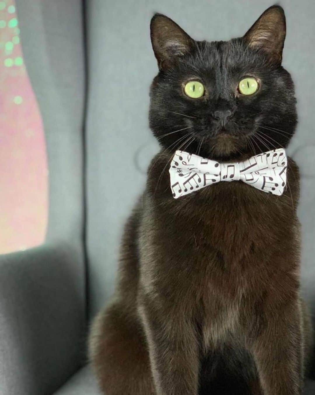 The Cats Of Instagramのインスタグラム：「#Repost • @paw_mccartney Happy #BowTieTuesday! #COIBowTie」