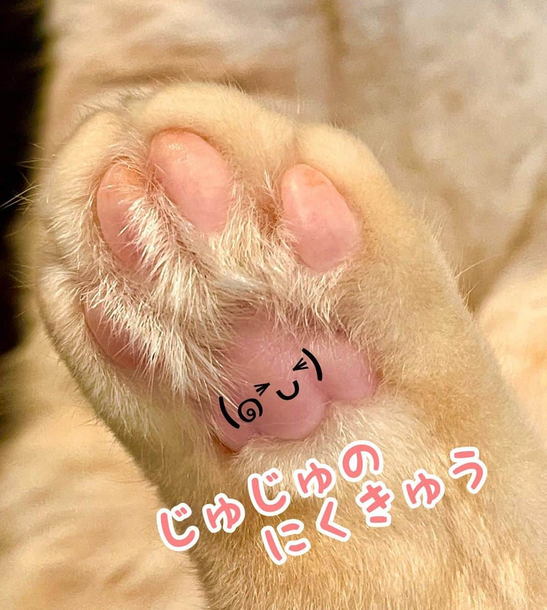 yuriyuri4mamaさんのインスタグラム写真 - (yuriyuri4mamaInstagram)「＼泡スタンプハンドソープにくきゅう泡発売まであと１２日❣️／ 🐾ビオレu泡スタンプハンドソープにくきゅう泡🐾って知ってます⁉️  肉球が大好物な私にはスルーするわけにはいかないアイテムですっ🎶♬ 花王さんから一足お先にいただきました💕 かわいすぎて、思わず手のひらに2個スタンプしたりしちゃってます🤣 にゃんにゃんの日、2月22日に限定発売なので、皆さんも是非GETして一緒にスタンプしましょ❣️🐾 発売まで毎日可愛いカウントダウン写真がアップされますのでそちらも是非チェックしてください😊 明日は👉@juntowaさんです👏  #泡スタンプハンドソープにくきゅう泡カウントダウン をフォローして、発売日までのカウントダウン投稿をチェックしてみてね😸🐾🐾  #ビオレu#泡スタンプハンドソープ#肉球スタンプ#にくきゅうスタンプ#わんすたぐらむ#にゃんすたぐらむ#PR #ねこは人を笑顔にする #こんな時こそ笑顔でね #マンチカン#まいる#munchkin#まいるんち#cat#neko#meow#癒し」2月10日 12時01分 - yuriyuri4mama