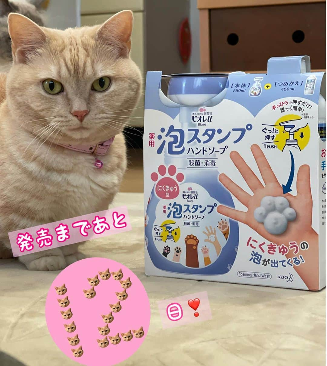 yuriyuri4mamaさんのインスタグラム写真 - (yuriyuri4mamaInstagram)「＼泡スタンプハンドソープにくきゅう泡発売まであと１２日❣️／ 🐾ビオレu泡スタンプハンドソープにくきゅう泡🐾って知ってます⁉️  肉球が大好物な私にはスルーするわけにはいかないアイテムですっ🎶♬ 花王さんから一足お先にいただきました💕 かわいすぎて、思わず手のひらに2個スタンプしたりしちゃってます🤣 にゃんにゃんの日、2月22日に限定発売なので、皆さんも是非GETして一緒にスタンプしましょ❣️🐾 発売まで毎日可愛いカウントダウン写真がアップされますのでそちらも是非チェックしてください😊 明日は👉@juntowaさんです👏  #泡スタンプハンドソープにくきゅう泡カウントダウン をフォローして、発売日までのカウントダウン投稿をチェックしてみてね😸🐾🐾  #ビオレu#泡スタンプハンドソープ#肉球スタンプ#にくきゅうスタンプ#わんすたぐらむ#にゃんすたぐらむ#PR #ねこは人を笑顔にする #こんな時こそ笑顔でね #マンチカン#まいる#munchkin#まいるんち#cat#neko#meow#癒し」2月10日 12時01分 - yuriyuri4mama