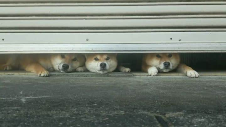 柴犬たま Shibainu Tamaのインスタグラム