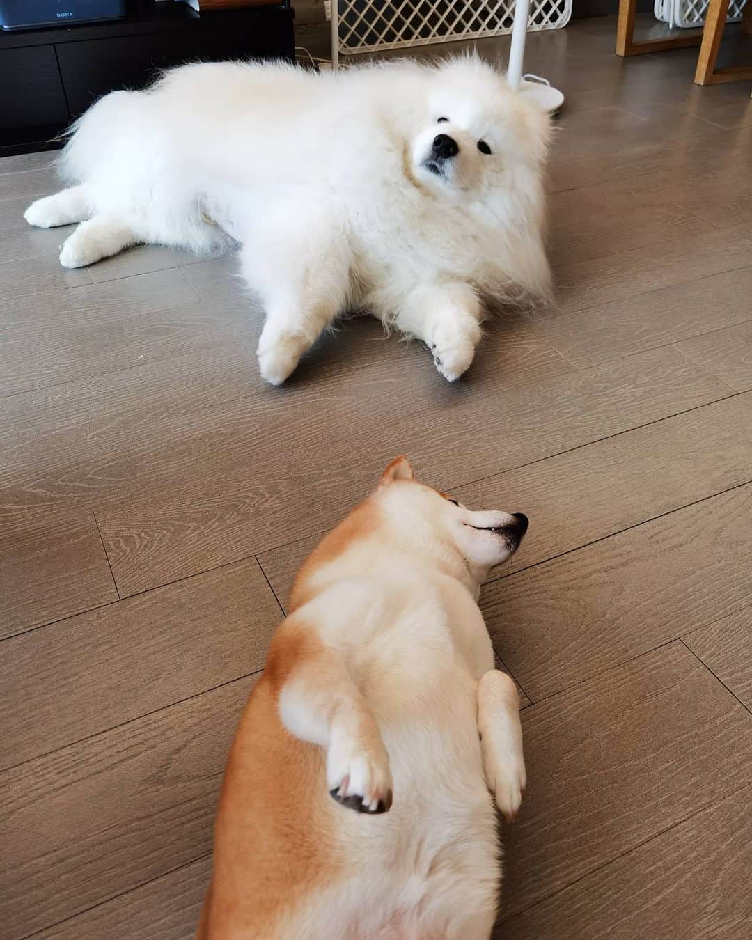 Alex Toのインスタグラム：「😌😌😌 #cute #dog #doglover #dogsofinstagram #dogoftheday #dogofthedayjp #dogstagram #fluffy #hkig #hongkong #ilovemydog #instadog #instagood #instamood #instagraphy #shibainu #samoyedoninstagram #pet #petlovers #petsofinstagram #petstagram #photooftheday #puppy #pupsofinstagram #samoyed #samoyedsofinstagram #webstagram #犬 #サモエド」