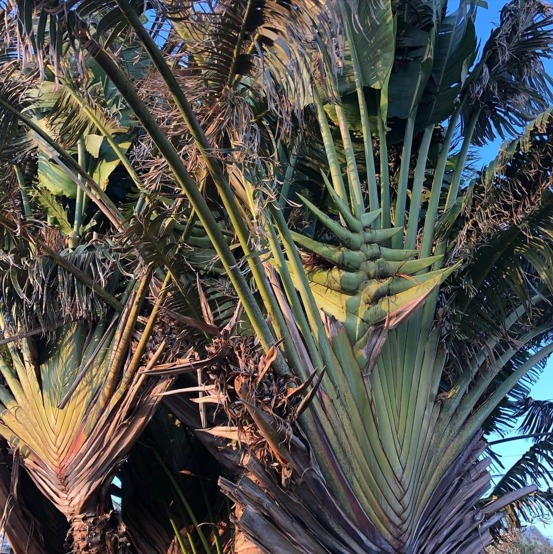 田中律子さんのインスタグラム写真 - (田中律子Instagram)「旅人の木🌴 "Traveller's Palm"  種の色が、すごい毒々しい😱 自然界はすごいねー、こんな色を創り出す…もっとピンクとかオレンジとか可愛い色にならなかったのかなー😂 3.4メートルくらいに成長して、扇のような姿は本当にかっこいい木💛バナナの木もどんどん増えるけど、この旅人の木も成長度合いがすごい😆  #okinawa #okinawalife  #gardening  #garden  #travellerspalm  #旅人の木  #種の色が青  #毒々しい #自然界は美しい」2月10日 12時20分 - ri2kotanaka