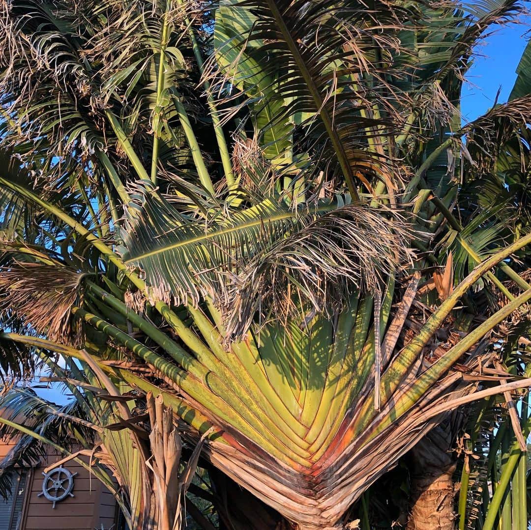 田中律子さんのインスタグラム写真 - (田中律子Instagram)「旅人の木🌴 "Traveller's Palm"  種の色が、すごい毒々しい😱 自然界はすごいねー、こんな色を創り出す…もっとピンクとかオレンジとか可愛い色にならなかったのかなー😂 3.4メートルくらいに成長して、扇のような姿は本当にかっこいい木💛バナナの木もどんどん増えるけど、この旅人の木も成長度合いがすごい😆  #okinawa #okinawalife  #gardening  #garden  #travellerspalm  #旅人の木  #種の色が青  #毒々しい #自然界は美しい」2月10日 12時20分 - ri2kotanaka