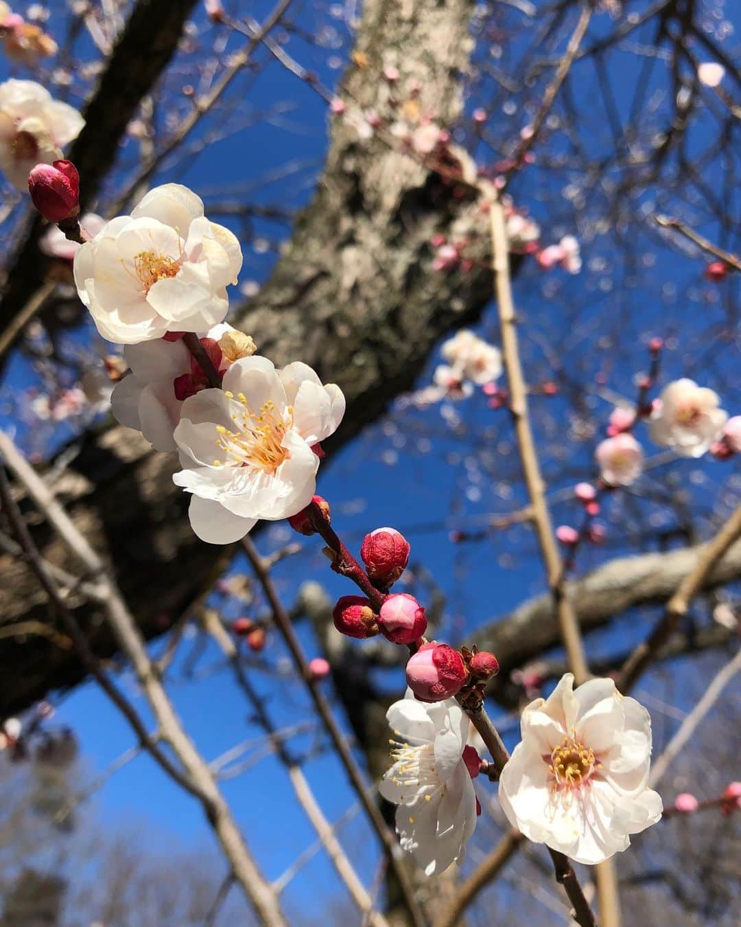 鈴木麻衣花のインスタグラム：「#2021#梅」