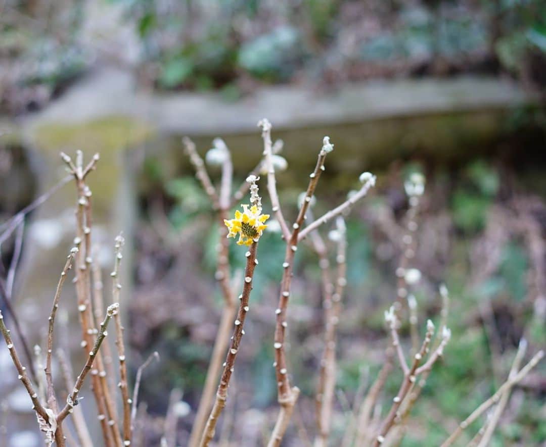 前田有紀さんのインスタグラム写真 - (前田有紀Instagram)「週末は建長寺や奥の方の山道を散策。毎年ミツマタの群生を見にいくスポットがあって、ポツンとひとつだけ黄色いミツマタの花が咲いていました。ここから春に向けて順番に色々な花が咲いていく季節。鎌倉の自然が季節のいまを教えてくれる。  #standardflower_op #standardflower #stayhomewithflowers #おうち時間 #花でつなぐ小田急 #花 #花のある暮らし  #花が好き  #フラワーアレンジメント  #花好きな人と繋がりたい #前田有紀  #ヒビヤカダン #ヒビヤカダンスタイル #ルコネル #hibiyakadan #hibiyakadanstyle #reconnel #ハナノヒ #小田急線 #小田急ポイントカード  #opカード #flower #flowers #flowerstagram #flowerlover」2月10日 12時35分 - yukimaeda0117
