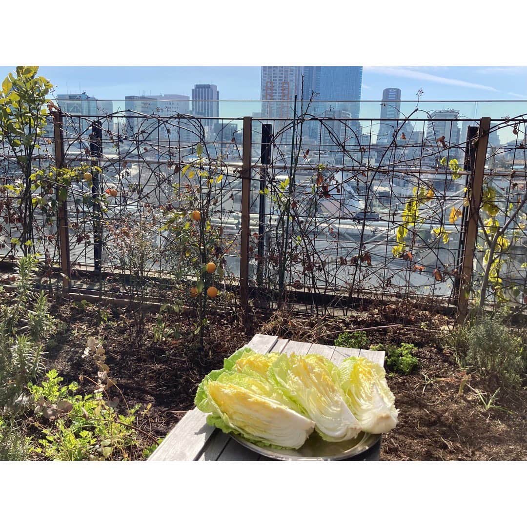 journaleatripのインスタグラム：「early spring kimuchi  ごろんとした白菜、 春めいた陽射しで 日光浴、最後のキムチ作りへ。 アマリリスは全盛期に。」