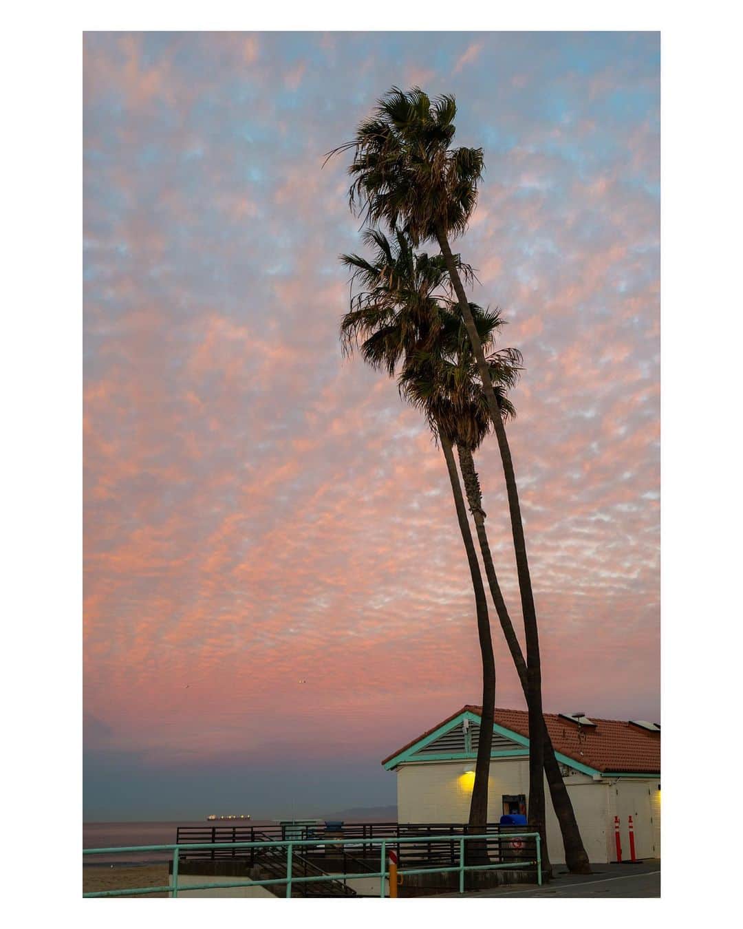 Pete Halvorsenのインスタグラム：「Palms on Parade.  3 images from the last week.  .  1. Sunrise on the Northside  2. @nostrilsopen the road home.  3. @tchappy1 post session with his @tylersurfboards   Leica Q2」