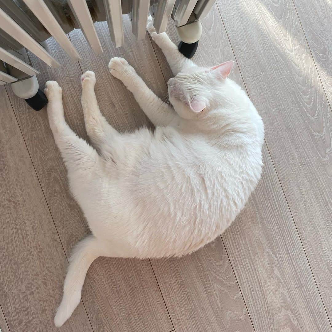 花津ハナヨさんのインスタグラム写真 - (花津ハナヨInstagram)「朝は寒くてオイルヒーターの前から離れられない🐱 少しでも暖をとりたくてヒーターの下に足を伸ばす、気持ちわかる。 #cat #白猫」2月10日 12時53分 - 872874