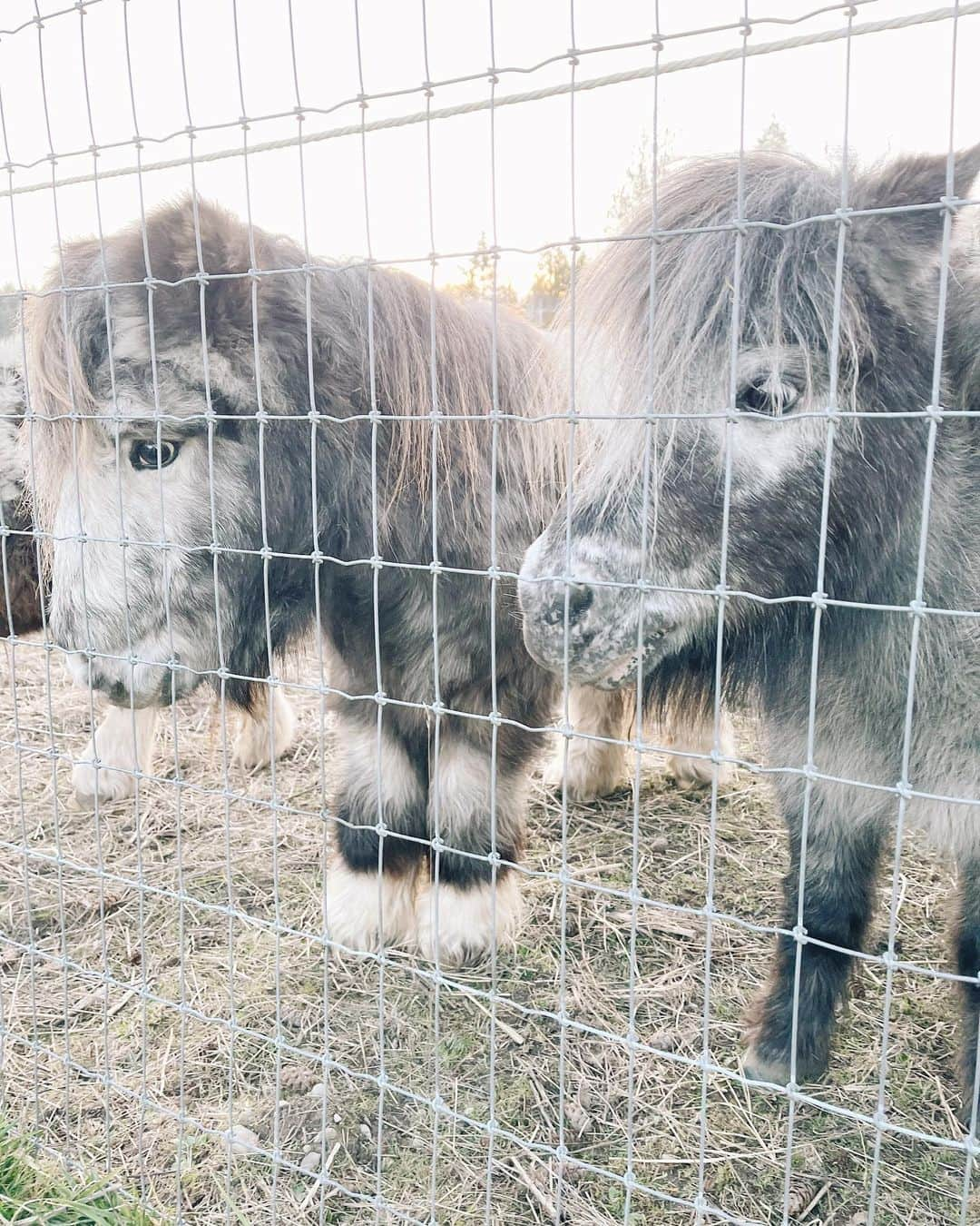 Robin May Flemingさんのインスタグラム写真 - (Robin May FlemingInstagram)「It’s been a long time since I’ve posted here. Hi! Look at these fuzzy nuggets I got to meet today. They bumped noses with Peggy and her dog friends while my heart melted into a puddle in the grass.」2月10日 12時58分 - robinmay