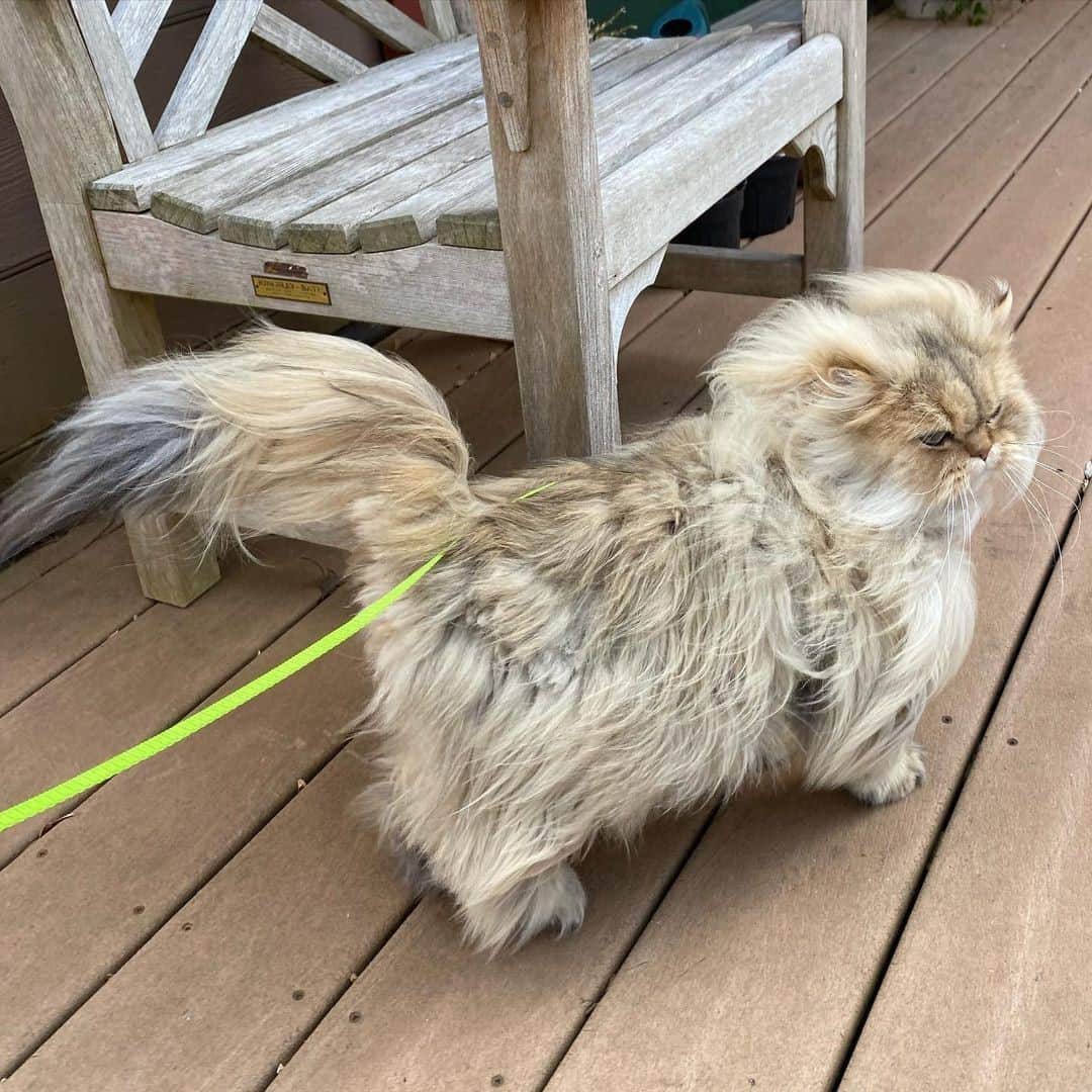 Aww Clubさんのインスタグラム写真 - (Aww ClubInstagram)「When the wind doesn’t hit quite right for your modeling shoot.⠀ ⠀ 📷@axelrod_thepersian⠀ ⠀ #meowed #axelrodthepersian #persian #model #wind #shadedpersian #shadedgoldenpersian #shadedgolden」2月10日 13時00分 - meowed