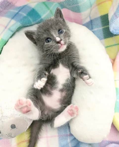 のインスタグラム：「From @carrotsandcarlos: "Glimmer showing off his glorious post-breakfast belly." #catsofinstagram」