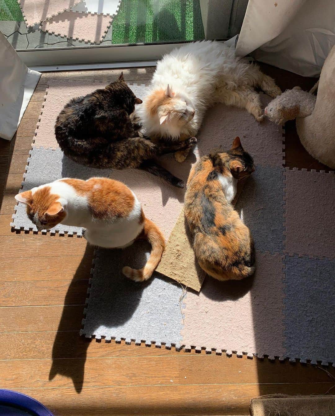Kachimo Yoshimatsuさんのインスタグラム写真 - (Kachimo YoshimatsuInstagram)「ひなたに集まった。 #うちの猫ら #猫 #ねこ #cat #ネコ #catstagram #ネコ部 http://kachimo.exblog.jp」2月10日 13時02分 - kachimo