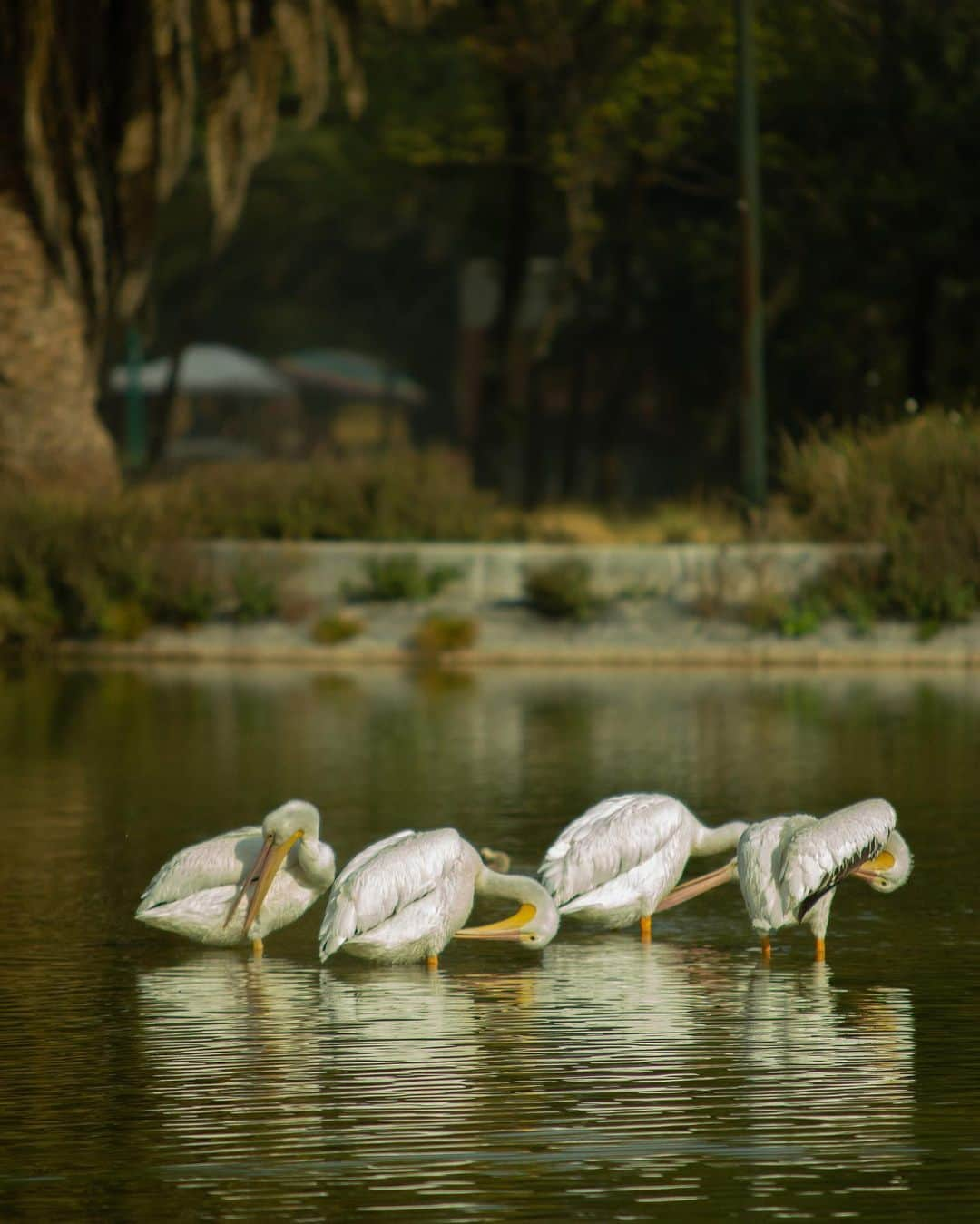 Chad Santosさんのインスタグラム写真 - (Chad SantosInstagram)「#HelloFrom Mexico City #伽藍鳥 #pelican #natgeo #natgeoyourshot #thisweekoninstagram #naturephotography #nature #bosquedearagon #aragon #cdmx #birdphotography #birdsofinstagram #300mmf28 #paisajecdmx #paisajedfeño #mextagram #mexigers #mexicomaravilloso #mexicomiamor #mexicomagico」2月10日 13時11分 - elchadsantos