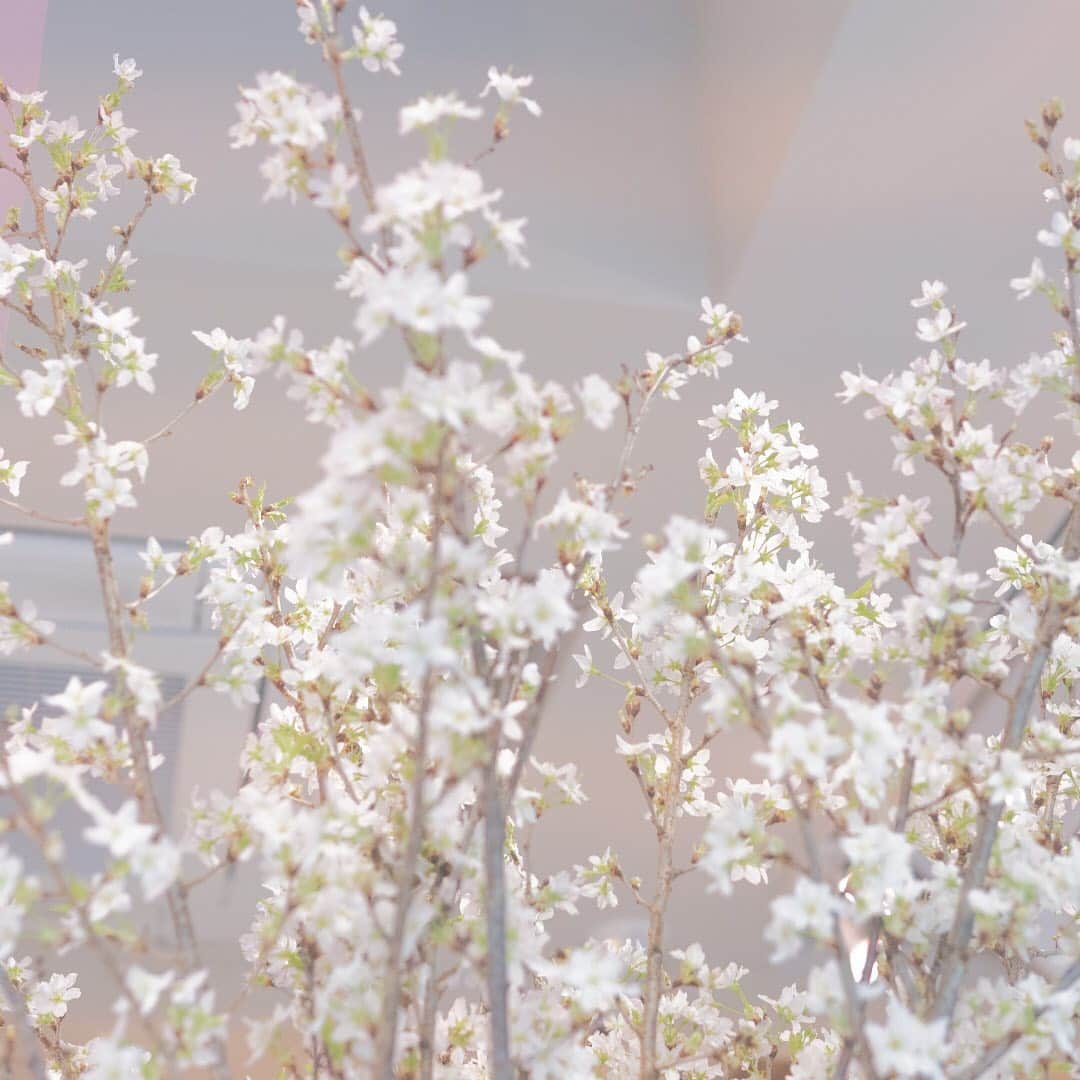 botanist officialさんのインスタグラム写真 - (botanist officialInstagram)「【春の夢を、咲かせる。】 桜彩る春ムードのBOTANIST Tokyo（@botanist_tokyo）は、もうご覧になりましたか？ 入り口のメインディスプレイには『スプリングシリーズ』が並び、皆さまのご来店をお待ちしております✨ そして、その横には #啓翁桜 が飾ってあります。 ⠀⠀ 近くにお越しの際は、店内の桜もお楽しみいただければ嬉しいです♪ いち早く新しい春の訪れを感じてみませんか？☺︎ ⠀⠀ ※ ご来店当日に体調に不安のある方は、どうぞご無理をなさらず今一度ご検討いただき、万全な状態で当店のサービスをお楽しみいただければ幸いです。 ⠀⠀ #BloomyourDream #春の夢を咲かせる #BOTANIST #ボタニスト #botanisttokyo #ボタニストトウキョウ #botanicalbeauty ⠀⠀ 🗼@botanist_tokyo 🌍@botanist_global 🇨🇳@botanist_chinese」2月10日 13時35分 - botanist_official