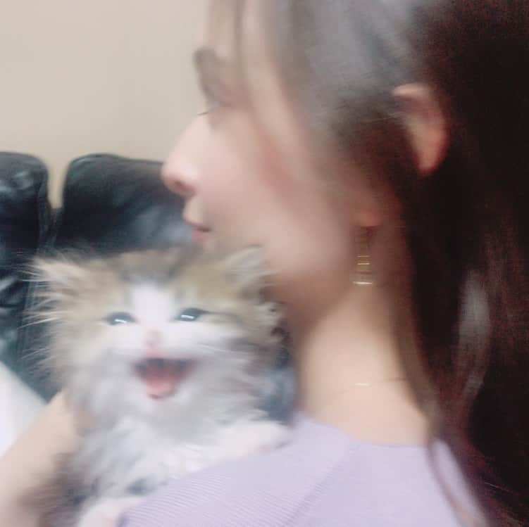 アシュリーさんのインスタグラム写真 - (アシュリーInstagram)「baby fluffy🐱🤍 5ヶ月くらいの時🥰」2月10日 13時41分 - kutycat