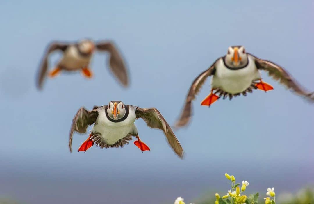 thephotosocietyさんのインスタグラム写真 - (thephotosocietyInstagram)「Photograph by @andyparkinsonphoto/@thephotosociety      Birds in flight – Here are a selection of images showing various birds in flight. From the opening image of lightning fast puffins heading out to sea to lazy languid Canada geese coming in to land the possibilities with this style of photography are endless. If you’re witnessing repeatable behaviour, as I was one morning with some fulmars, then trying to incorporate some motion blur into your images will undoubtedly provide you both with some challenges, but also offer no end of creative possibilities. Birds that hover can always be really helpful when it comes to capturing successful images relatively easily, as seen with the symmetrical arctic tern or alternatively, images featuring birds in flight can convey an incredible sense of place, as with the gannet in flight over ferociously stormy seas. Birds taking off can be a really opportune moment to capture them airborne, as with the gannet, it’s wingtips almost brushing the water’s tranquil surface or they can include moments of humour such as the great skua having a stand-off with a belligerent sheep. Sticking with great skuas these images can also illustrate the ferocious territoriality of certain species, or in order to practice your techniques you can perhaps visit somewhere where opportunities are guaranteed, the red kite feeding centre at Gigrin farm in Mid Wales being perhaps the UK’s best known. Either way, in the early stages of your practice stick primarily to the central focussing point of your camera and then as your technique develops so can your creative possibilities and the use of some of the peripheral focusing points. 👍」2月10日 14時11分 - thephotosociety