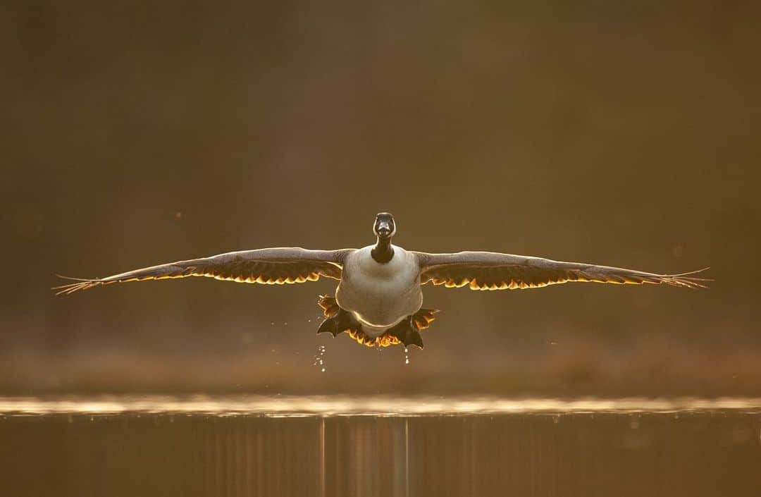 thephotosocietyさんのインスタグラム写真 - (thephotosocietyInstagram)「Photograph by @andyparkinsonphoto/@thephotosociety      Birds in flight – Here are a selection of images showing various birds in flight. From the opening image of lightning fast puffins heading out to sea to lazy languid Canada geese coming in to land the possibilities with this style of photography are endless. If you’re witnessing repeatable behaviour, as I was one morning with some fulmars, then trying to incorporate some motion blur into your images will undoubtedly provide you both with some challenges, but also offer no end of creative possibilities. Birds that hover can always be really helpful when it comes to capturing successful images relatively easily, as seen with the symmetrical arctic tern or alternatively, images featuring birds in flight can convey an incredible sense of place, as with the gannet in flight over ferociously stormy seas. Birds taking off can be a really opportune moment to capture them airborne, as with the gannet, it’s wingtips almost brushing the water’s tranquil surface or they can include moments of humour such as the great skua having a stand-off with a belligerent sheep. Sticking with great skuas these images can also illustrate the ferocious territoriality of certain species, or in order to practice your techniques you can perhaps visit somewhere where opportunities are guaranteed, the red kite feeding centre at Gigrin farm in Mid Wales being perhaps the UK’s best known. Either way, in the early stages of your practice stick primarily to the central focussing point of your camera and then as your technique develops so can your creative possibilities and the use of some of the peripheral focusing points. 👍」2月10日 14時11分 - thephotosociety