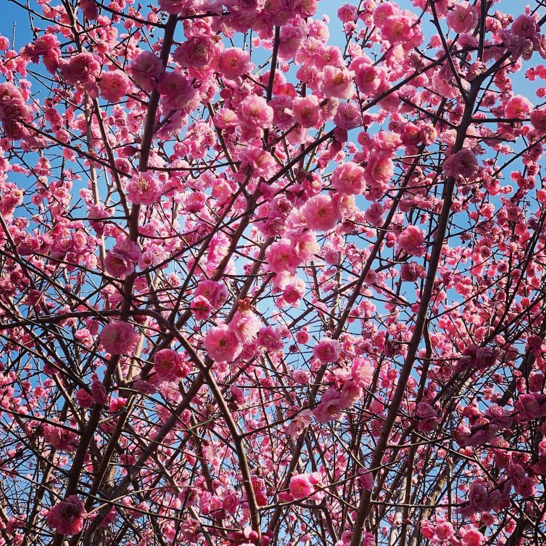 梅津有希子さんのインスタグラム写真 - (梅津有希子Instagram)「梅満開👏　北海道時代、梅も桜もゴールデンウィークにまとめていっぺんに咲いてたから、東京では2月に咲いて、最初びっくりしたなぁ。青空に映えてきれいだよ😊　#梅 #春」2月10日 14時17分 - y_umetsu