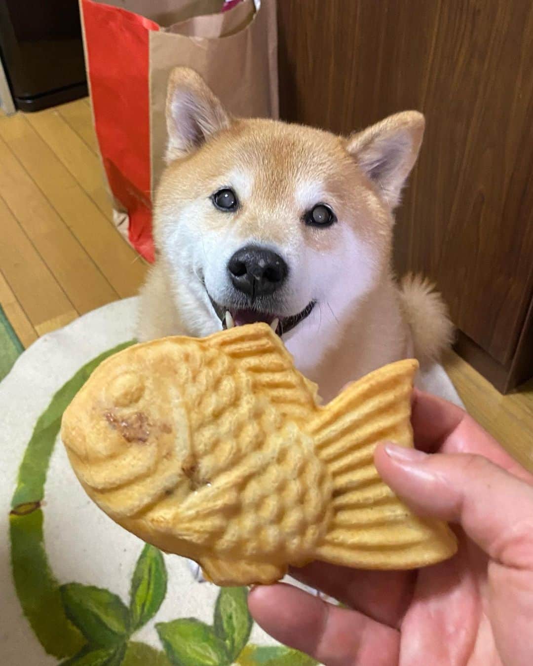 まる（まるたろう）のインスタグラム：「Welcome back daddy!! I love Taiyaki✨🐶🥰✨たい焼き屋さんじゃなかった、パパおかえり〜 #いいよその心がけ #114ポイントあげるね #イイヨポイント #美味しそう」