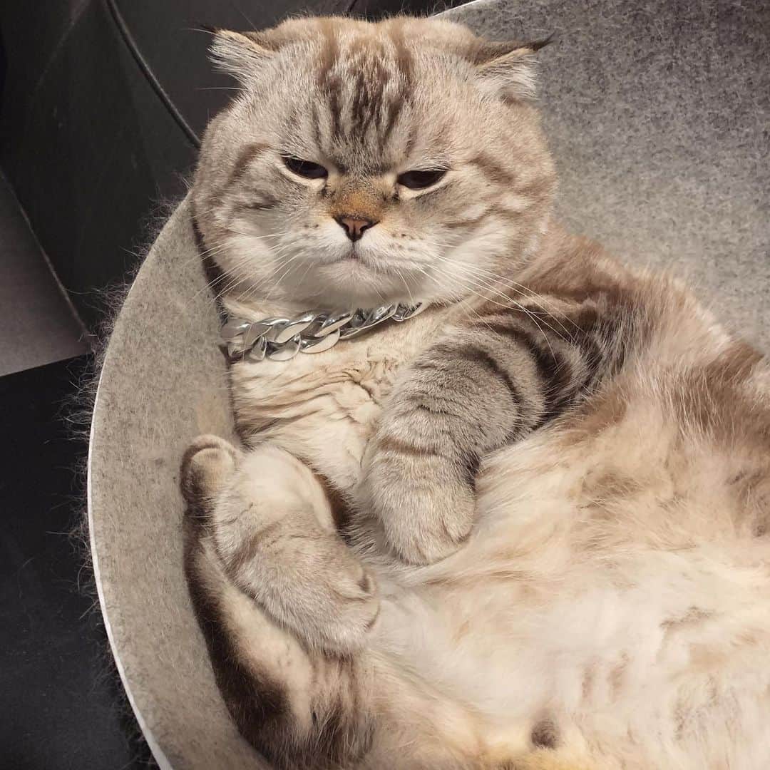 Chepoのインスタグラム：「หิวว่ะ แต่ขี้เกียจเคี้ยว เหน่ย」