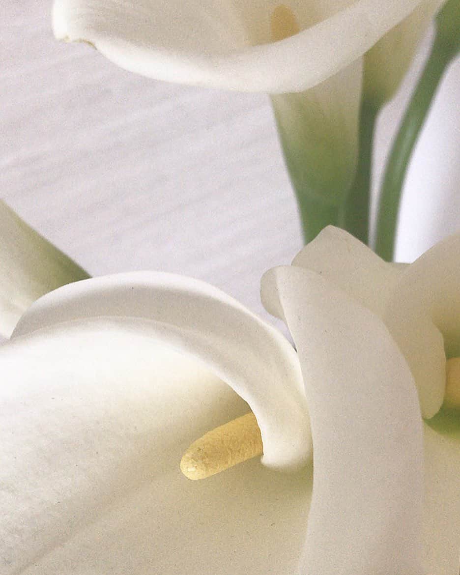 Michikoのインスタグラム：「_______ #calla 🤍🕊✔️ . #whiteflowers  #midweekmotivation .」