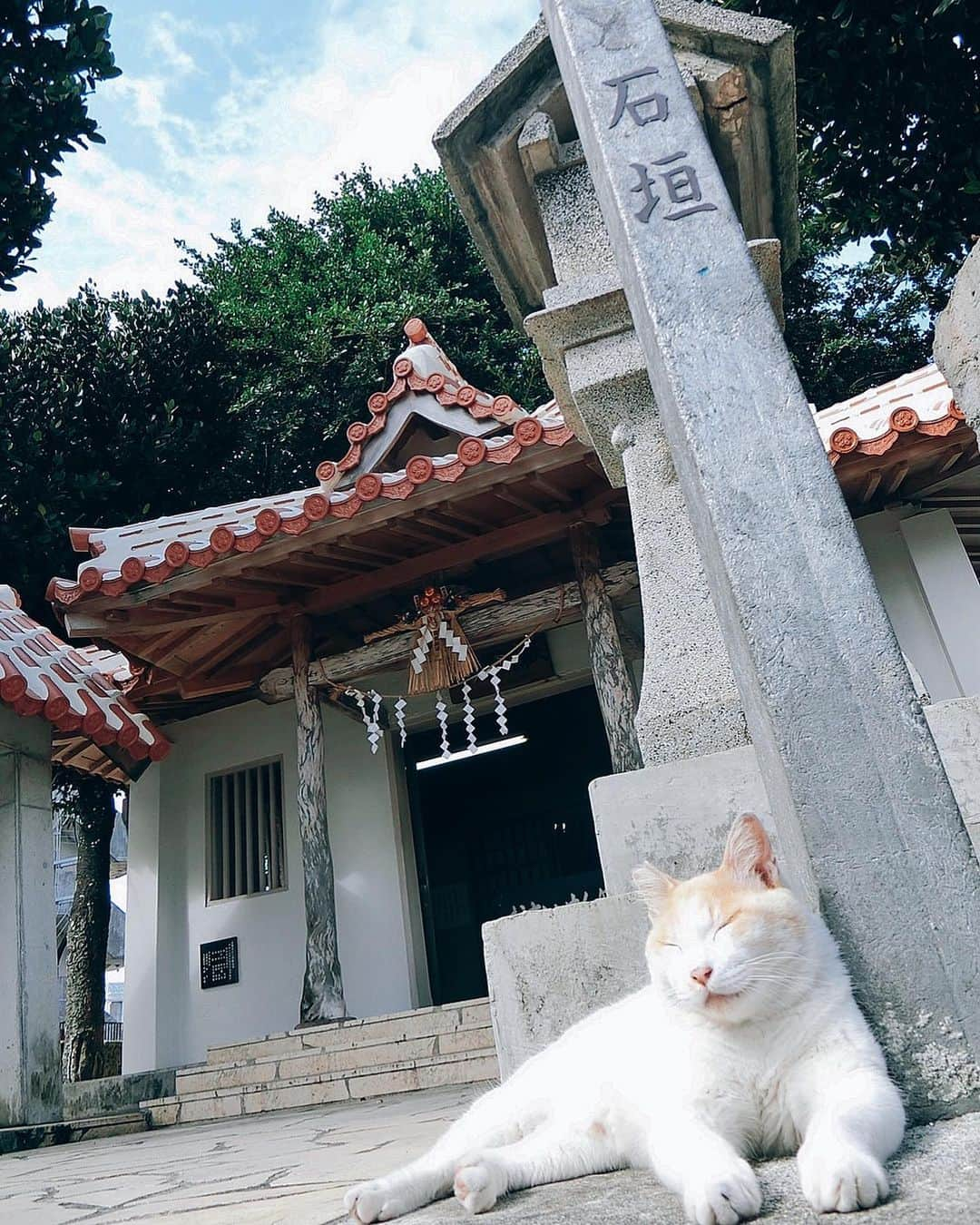 益田アンナさんのインスタグラム写真 - (益田アンナInstagram)「宮古島撮影の合間に行った漲水御嶽で出会ったにゃんこが可愛すぎた、、  癒しパワーを頂きました🤤 この平和なムービーを見てほしい。 スワイプしてね🎥  あ〜島猫をひたすら眺める旅をしたい。  #宮古島#宮古島パワースポット#漲水御嶽#島猫#宮古島観光」2月10日 14時37分 - anna_masuda