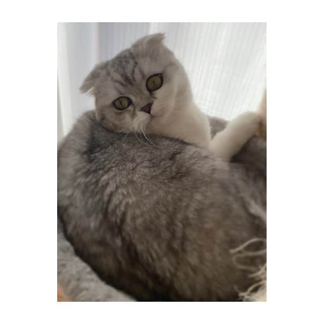 金澤朋子さんのインスタグラム写真 - (金澤朋子Instagram)「. . まったりすいちゃん🐾 . さーーーて、 今日も1日頑張りましょう！！ . #juicejuice #金澤朋子  #愛猫 #すいちゃん #にゃんすたぐらむ  #お気に入り #キャットタワー #のんびり」2月10日 15時02分 - tomoko_kanazawa.official
