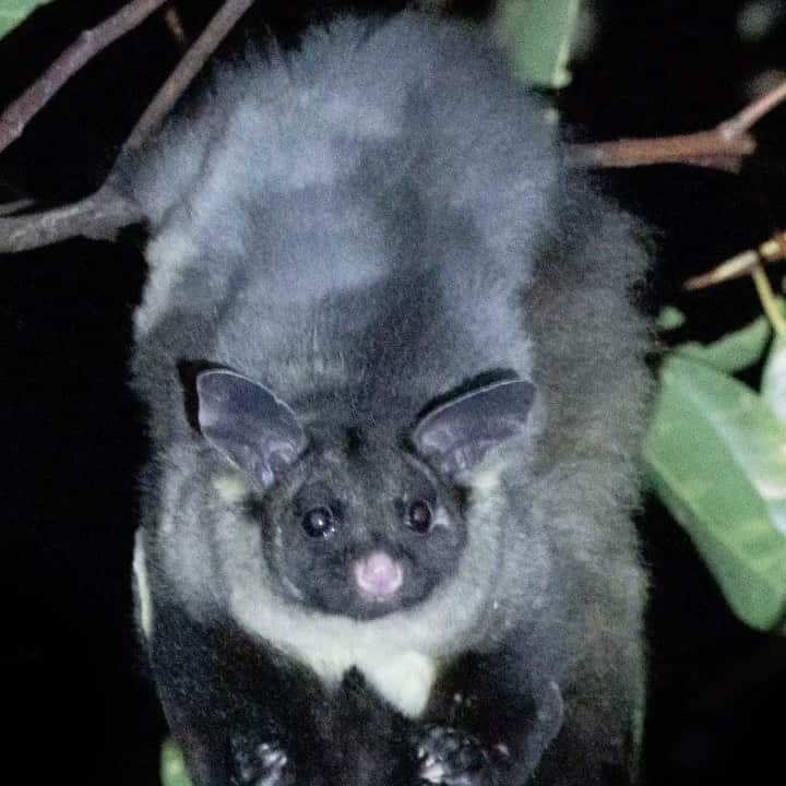 デビッド・ポーコックのインスタグラム：「@emmaawpocock, @stu_walmsley and I spent an hour combing the banks of the river at the campground trying to hear a yellow-bellied glider. For a small marsupial they have the most outrageous call (turn your sound up). We couldn’t hear a thing. Then, about to fall asleep in our tent we heard one right outside. Standing outside the tent it sailed right into the tree in front of us - sliding so horizontally and quickly that we thought it couldn’t possibly make a safe landing, but at the last moment they turn vertical and land safely. We spent 15 minutes watching it and I managed to take a few photos. An incredible experience!  #glider #yellowbelliedglider #greatforestnationalpark #victoria #canonaustralia」