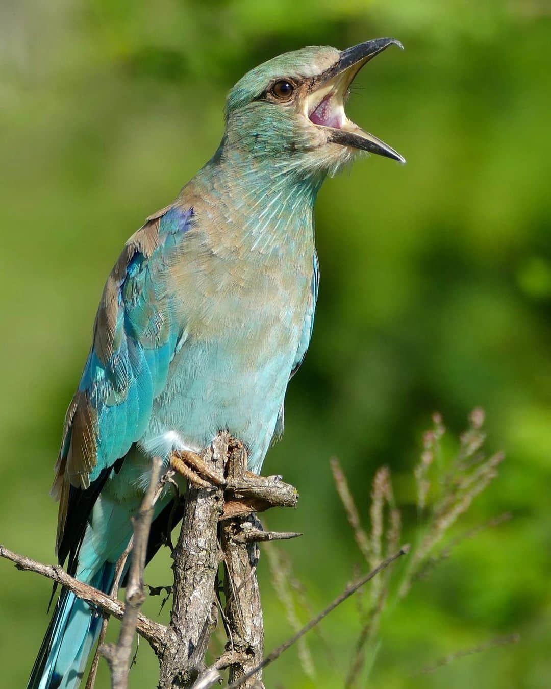 アメリカ自然史博物館のインスタグラム：「Roll in the deep with the European Roller (Coracias garrulus)! This colorful bird has a wide range across Europe, as well as in parts of Africa and Asia. It lives in a variety of habitats such as forests, grasslands, savannas, and shrublands. To protect themselves from predators, hatchlings vomit on themselves to deter foes with a foul stench. The smell of vomit also lets parents know that something went awry while they were away from the nest. 🤢 Photo: Bernard DUPONT, CC BY-SA 2.0, flickr」