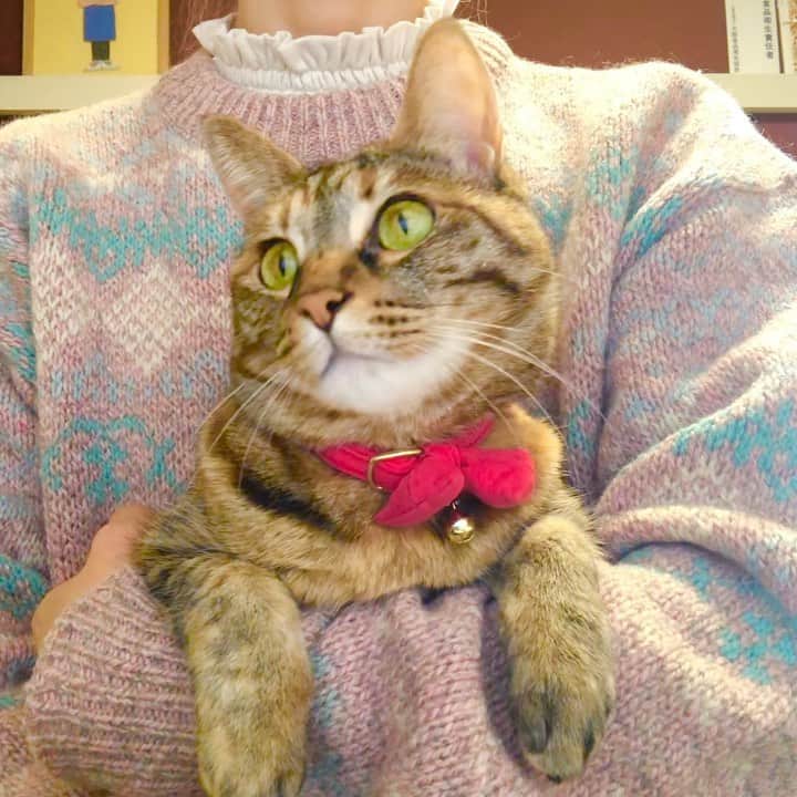 福田多希子のインスタグラム：「外には出られないまねきに 猫が喜ぶ動画を見せてみました🐈 くいついてるぅ〰︎    #YouTube #imacpro  #リスとか鳥が集まってる動画 #猫が喜ぶ動画」