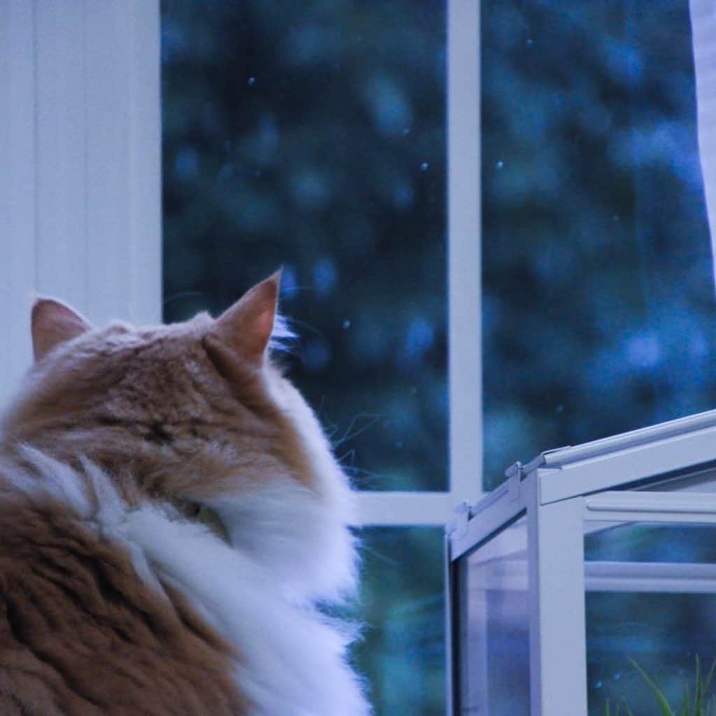やなぎなぎのインスタグラム：「He saw snow for the first time☃️」