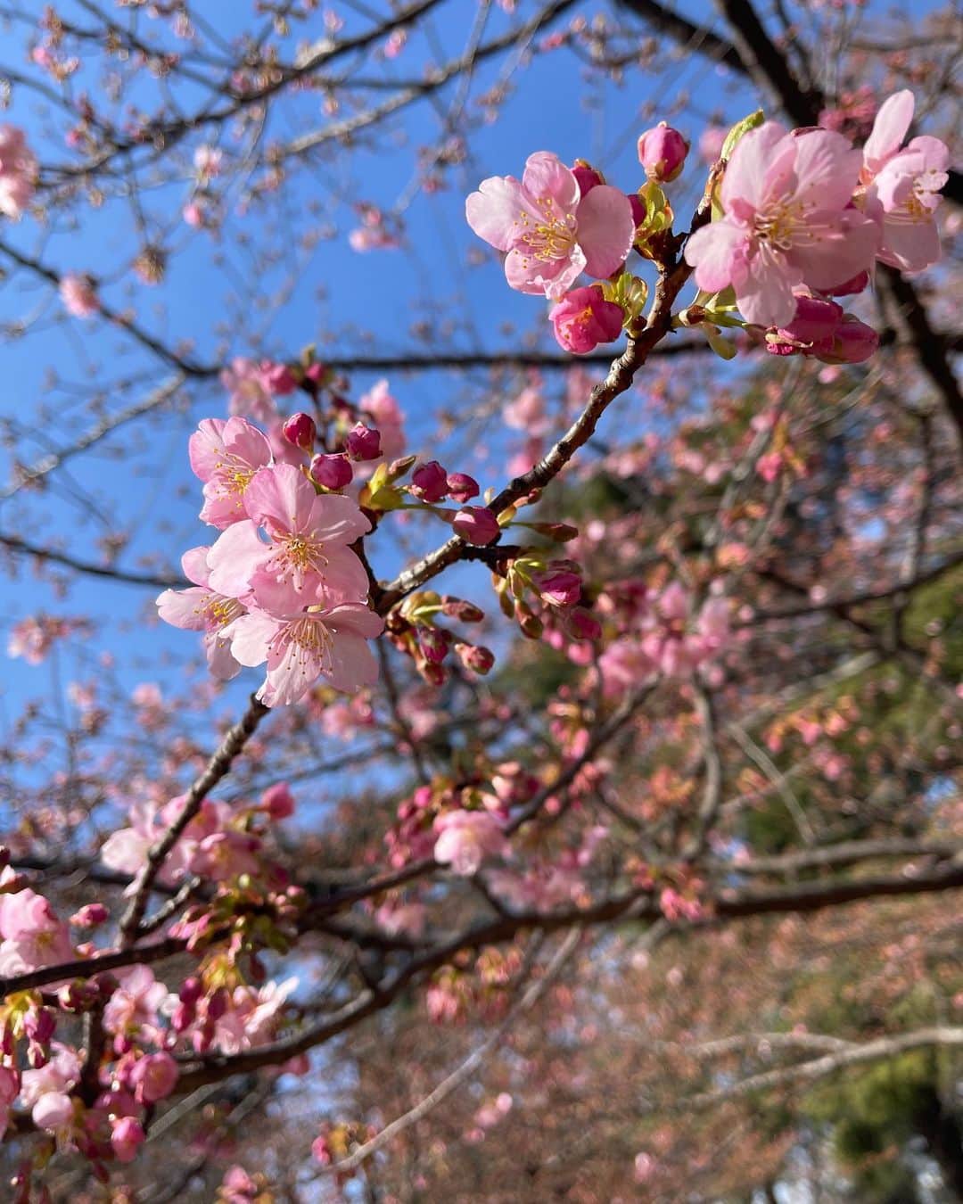 DJ YURiAさんのインスタグラム写真 - (DJ YURiAInstagram)「🌸🌸🌸  Spring is just around the corner 🍡  娘と公園に遊びに行ったら 早咲きの桜が咲いてました☺️  #cherryblossom #spring #🌸」2月10日 16時24分 - djyuria
