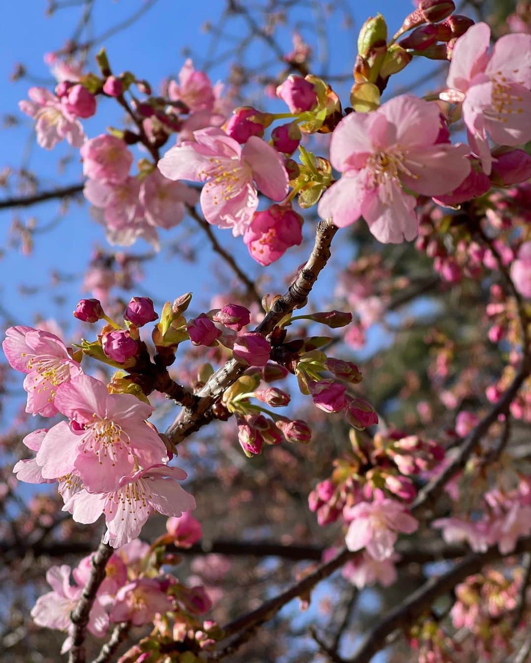DJ YURiAのインスタグラム：「🌸🌸🌸  Spring is just around the corner 🍡  娘と公園に遊びに行ったら 早咲きの桜が咲いてました☺️  #cherryblossom #spring #🌸」