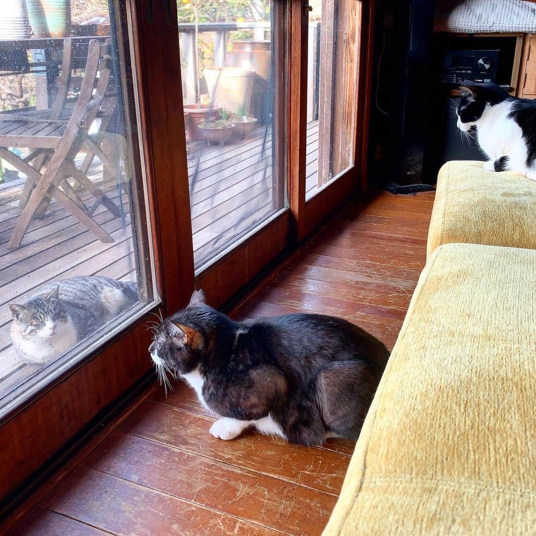 のインスタグラム：「猫部。 最終的にはご飯食べる姿を見るらしい。 #イケウチ家の猫 #たらっさん #せなきじシンメ #ねおっさん」