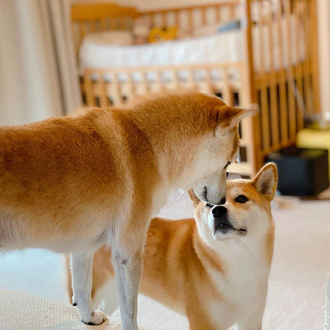 柴犬Mamesuke・Korosuke??大阪さんのインスタグラム写真 - (柴犬Mamesuke・Korosuke??大阪Instagram)「🐱🐻👶🏻 🐾----*----*----*----*🐾 ママにシャンプーされたから 今ならもれなく、ふわふわのいい香りやでー♡ 明日からまた4.5日ほど、甥っ子君家にお泊まりの豆コロ😊 フワフワにしてお届け〜🐕✨🏠 🐾----*----*----*----*🐾 #MameKoro #豆コロ #柴犬と赤ちゃん #犬と赤ちゃん  #乳児 #チャリちゃん見守り隊 #子守犬 #豆柴 #柴犬 #赤柴 #豆介 #コロ介 #shibagram #shibastagram #shibainu #shiba #🐕📷」2月10日 17時02分 - mame_suke_i