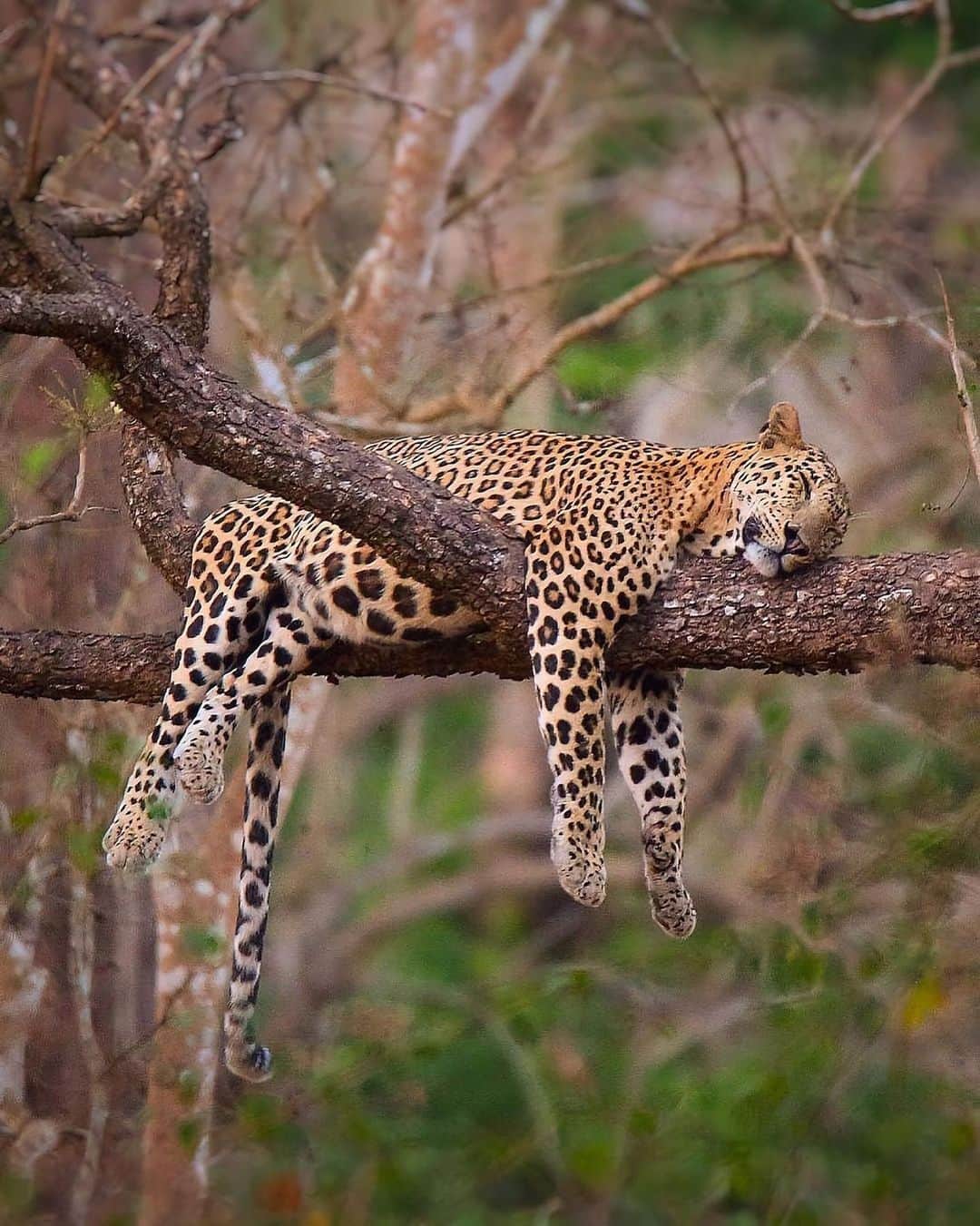 Canon Photographyのインスタグラム：「It’s Wednesday already!! 🎉 Photography // @shujath.mohammed Curated by @steffeneisenacher  #wildlife #india #kabini #wildlifephotography #leopard #catsofinstagram」