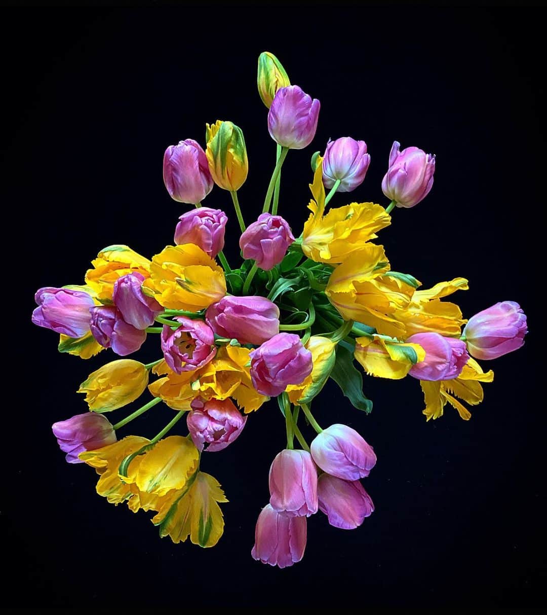 クリスヴァンアッシュのインスタグラム：「WEDNESDAY / HOME / TULIPS ARE MY FAVORITES  #flowers #tulipes #krisvanassche」