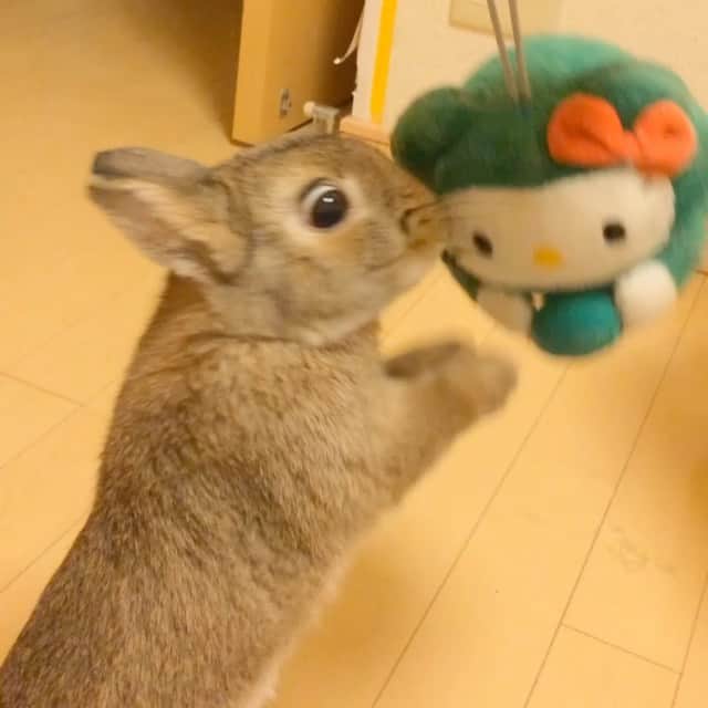 うー & なー ❤️ウチムラのインスタグラム：「* アルバム見返してたら、 ウ〜ちゃん5歳くらいの頃の動画が💚🐨 ミドリ覚えてる(知ってる)人は…お付き合い長いですね✨」