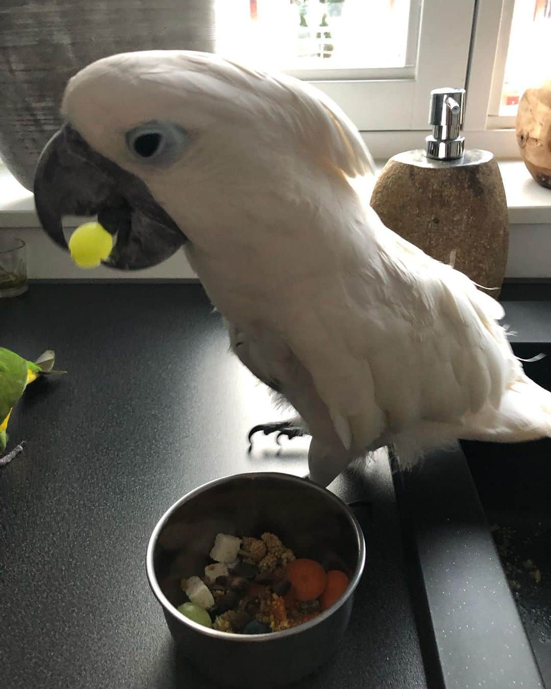 ? Enjoy Harley's Lifeさんのインスタグラム写真 - (? Enjoy Harley's LifeInstagram)「Breakfasttime 😍🥕🫐🥒🥦🍇,seeds and more healthy stuff 😍#healthyfood#awesome#breakfast#goodmorning」2月10日 17時41分 - harleythecockatoo