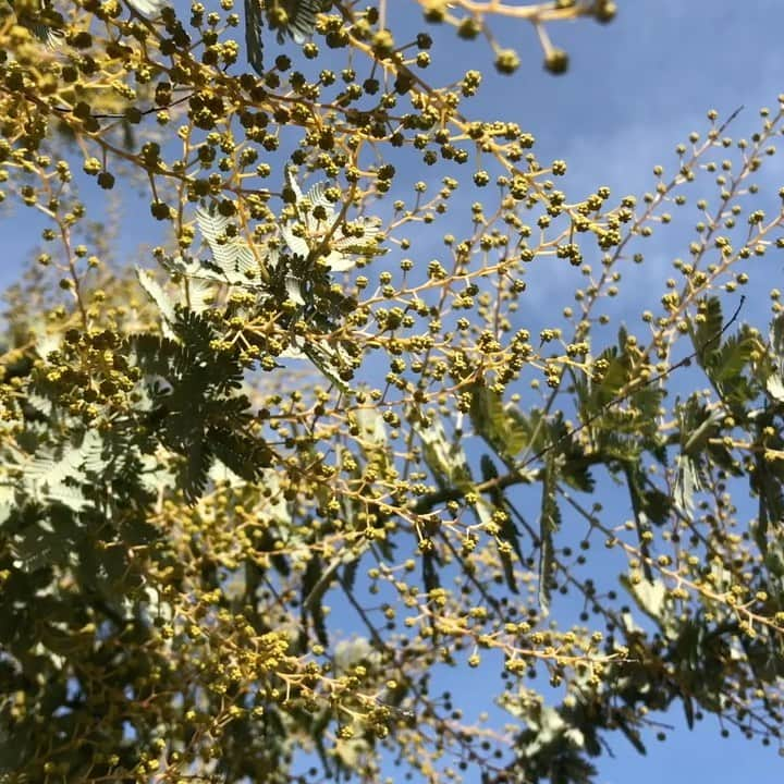 生活の木 メディカルハーブガーデン薬香草園【公式】のインスタグラム