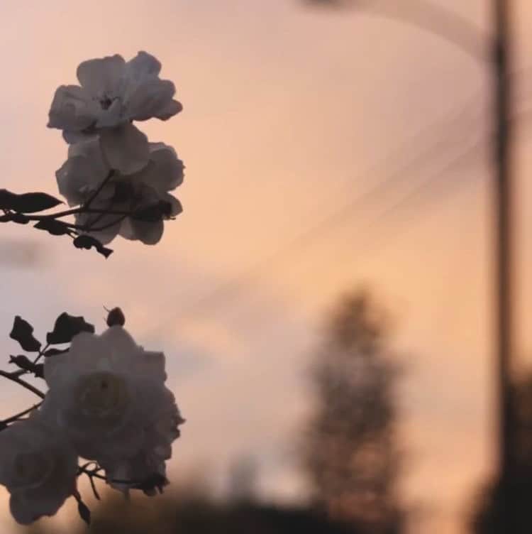 MARINのインスタグラム：「🌸☀️」