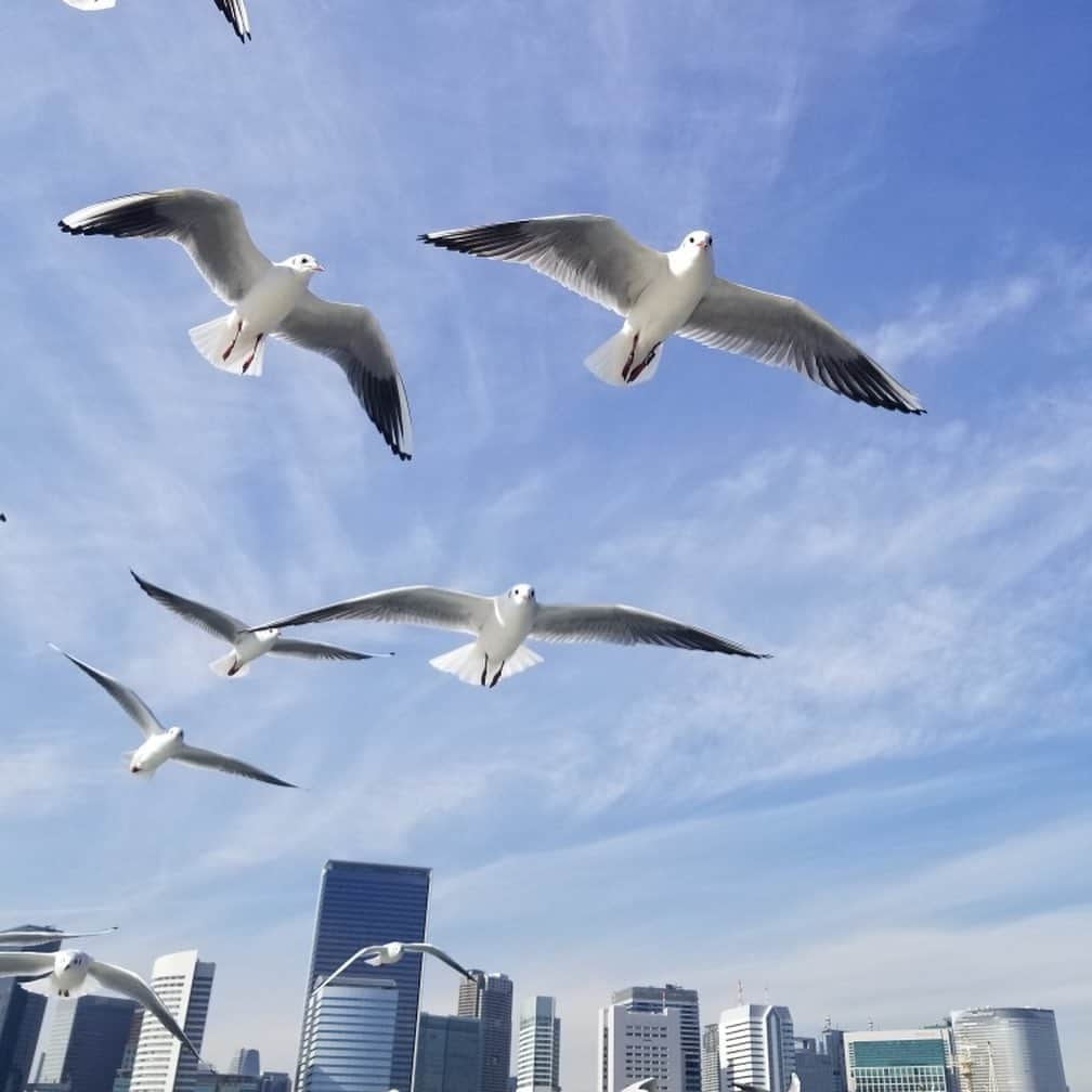 TOKYO WATER TAXIのインスタグラム：「ユリカモメの綺麗な写真が撮れました💕 東京ウォータータクシーの人気コンテンツ＝ユリカモメ体験✨  自由に飛び回る鳥たち。 目が合うたびにキュンとします。  X5というナンバーの足環をつけたユリカモメも確認^ ^ 右足には環境省の足環をつけています。 さっそく、山階鳥類研究所の研究員、澤祐介先生に報告しました👍  #ユリカモメ #blakheadedgull  #野鳥 #晴海 #tokyowatertaxi  #watertaxi #山階鳥類研究所」